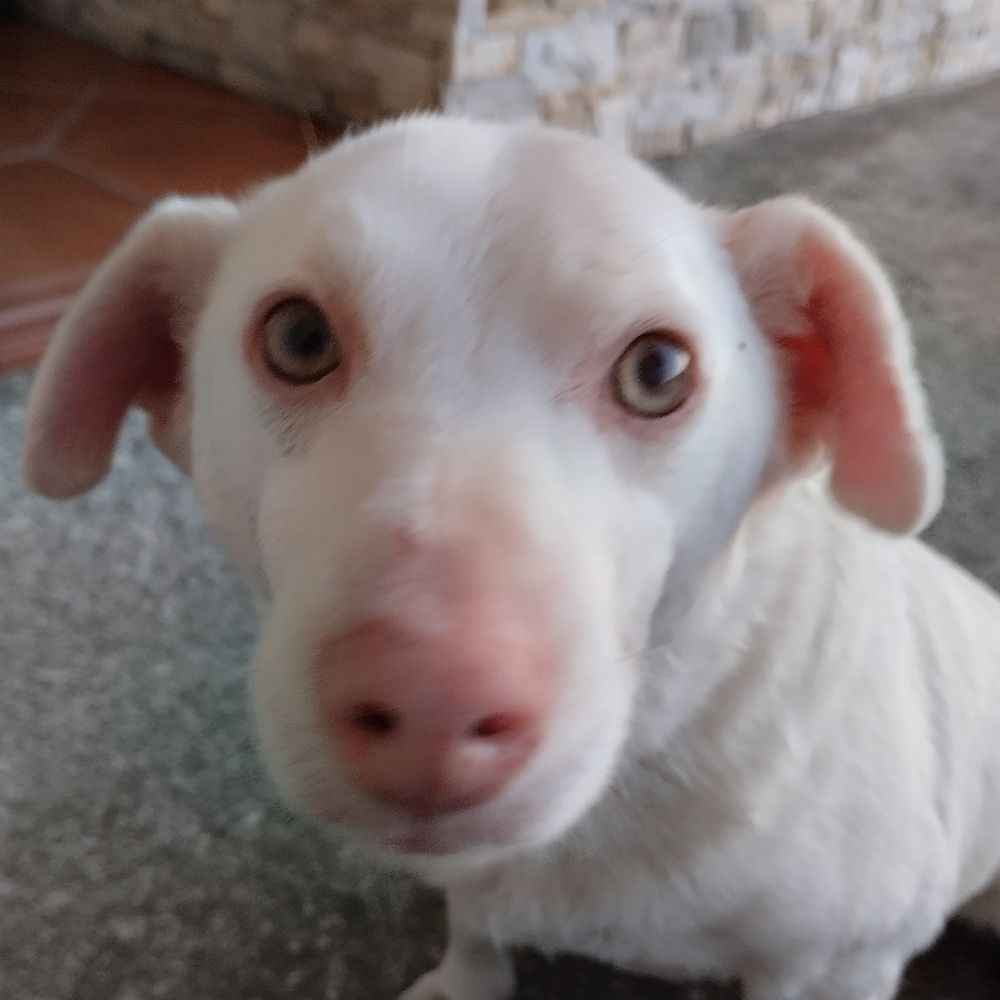 Eva Ameba