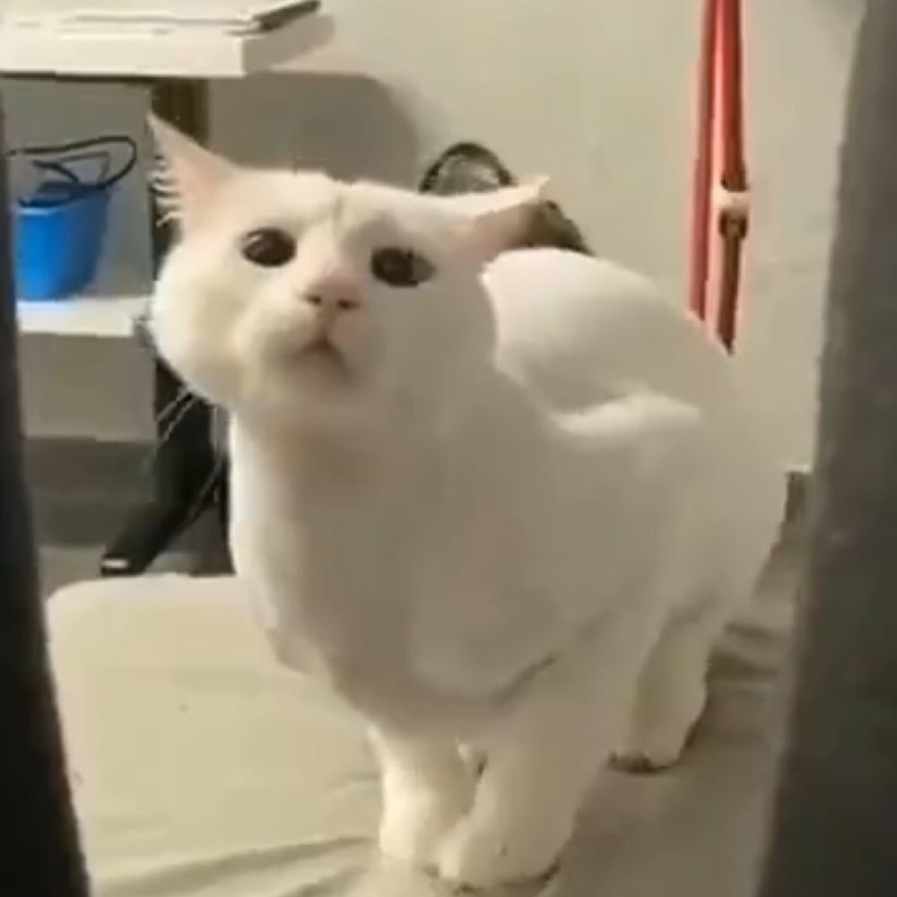 みゅー。
