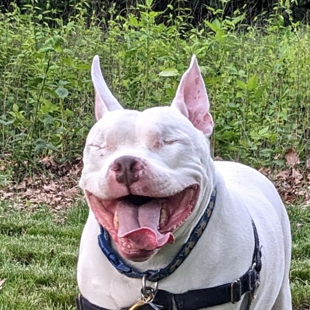 Pittie Without the Eyes