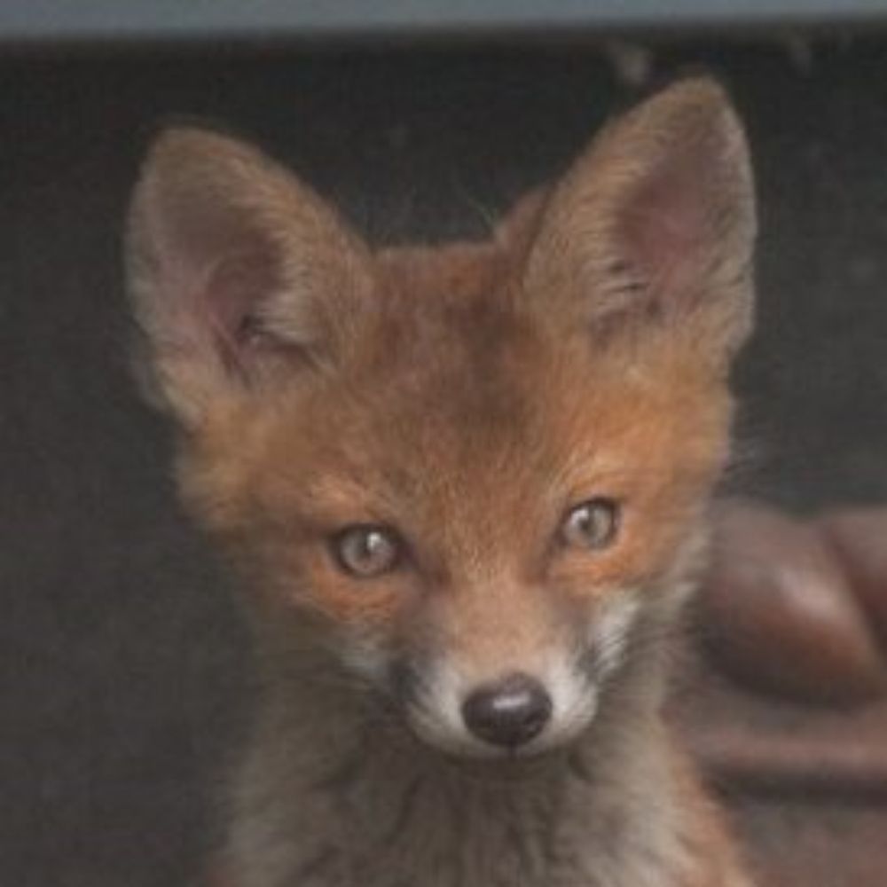 floops 🦊