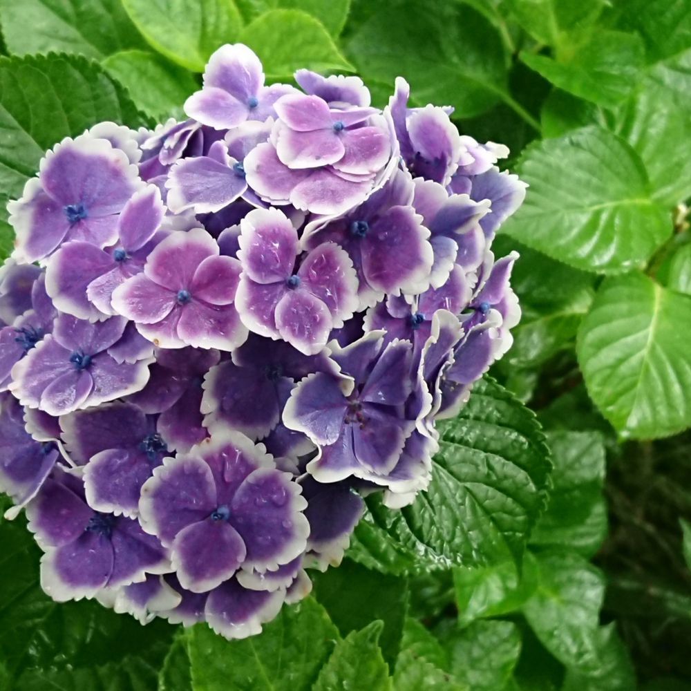 藤