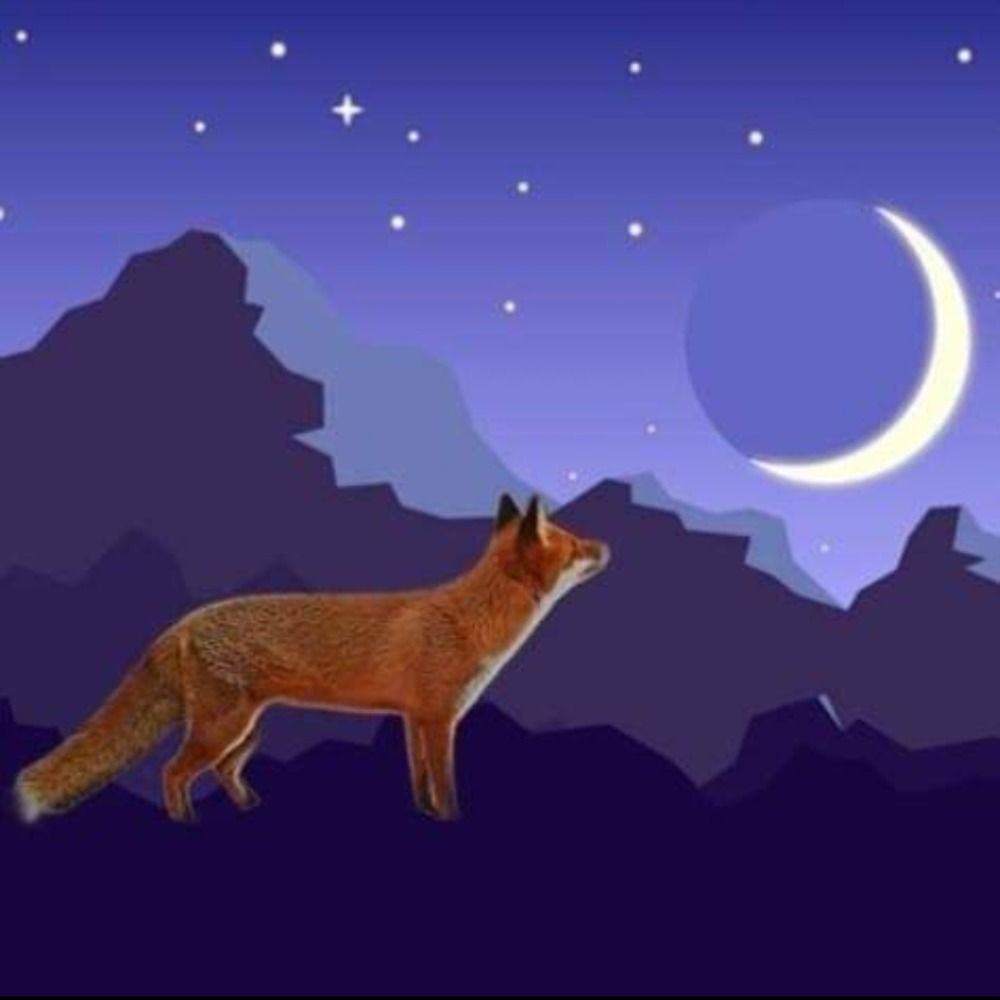 Coming Home The Indigo Fox✨🧡✨
