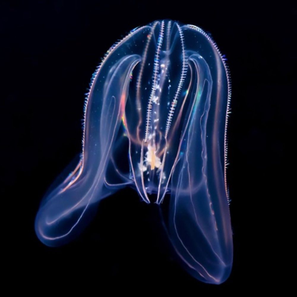Bio Lume
