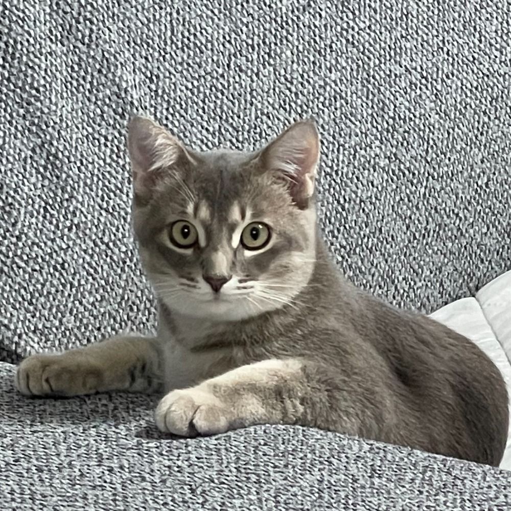 카레