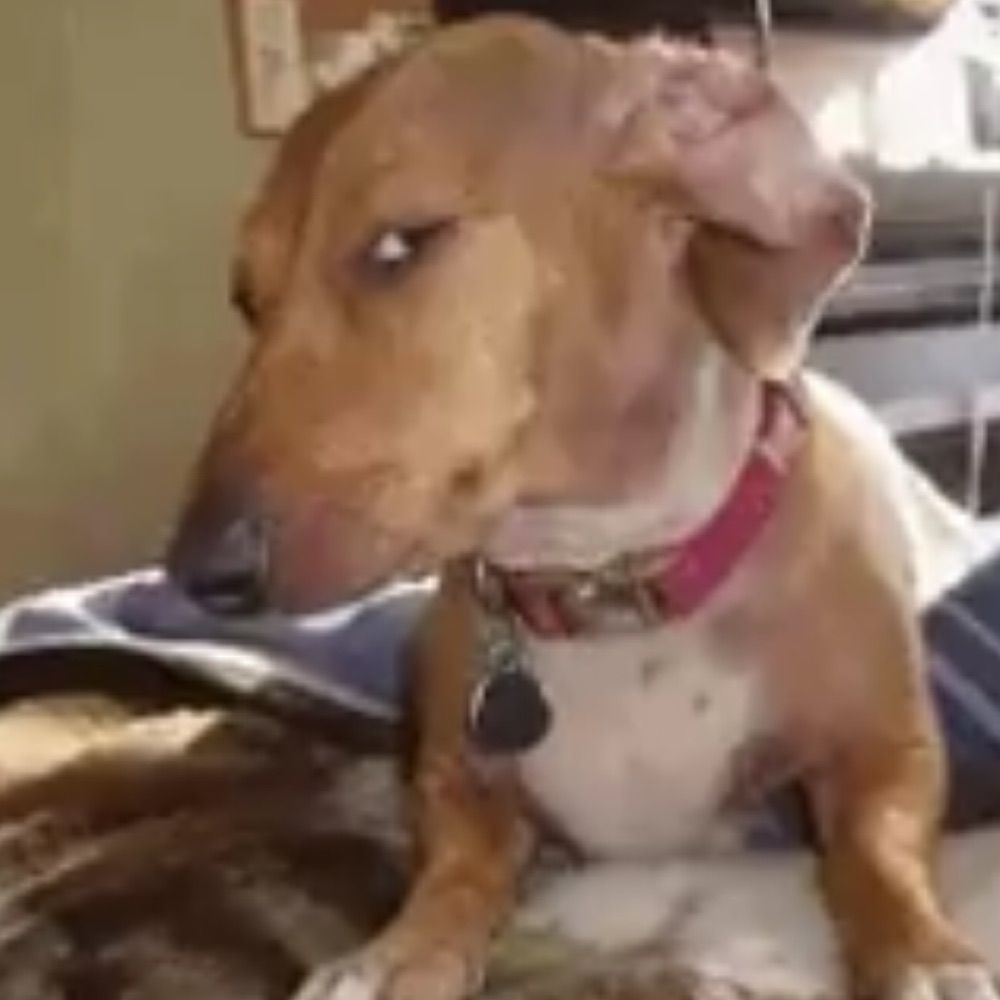 BARK BARK BARK