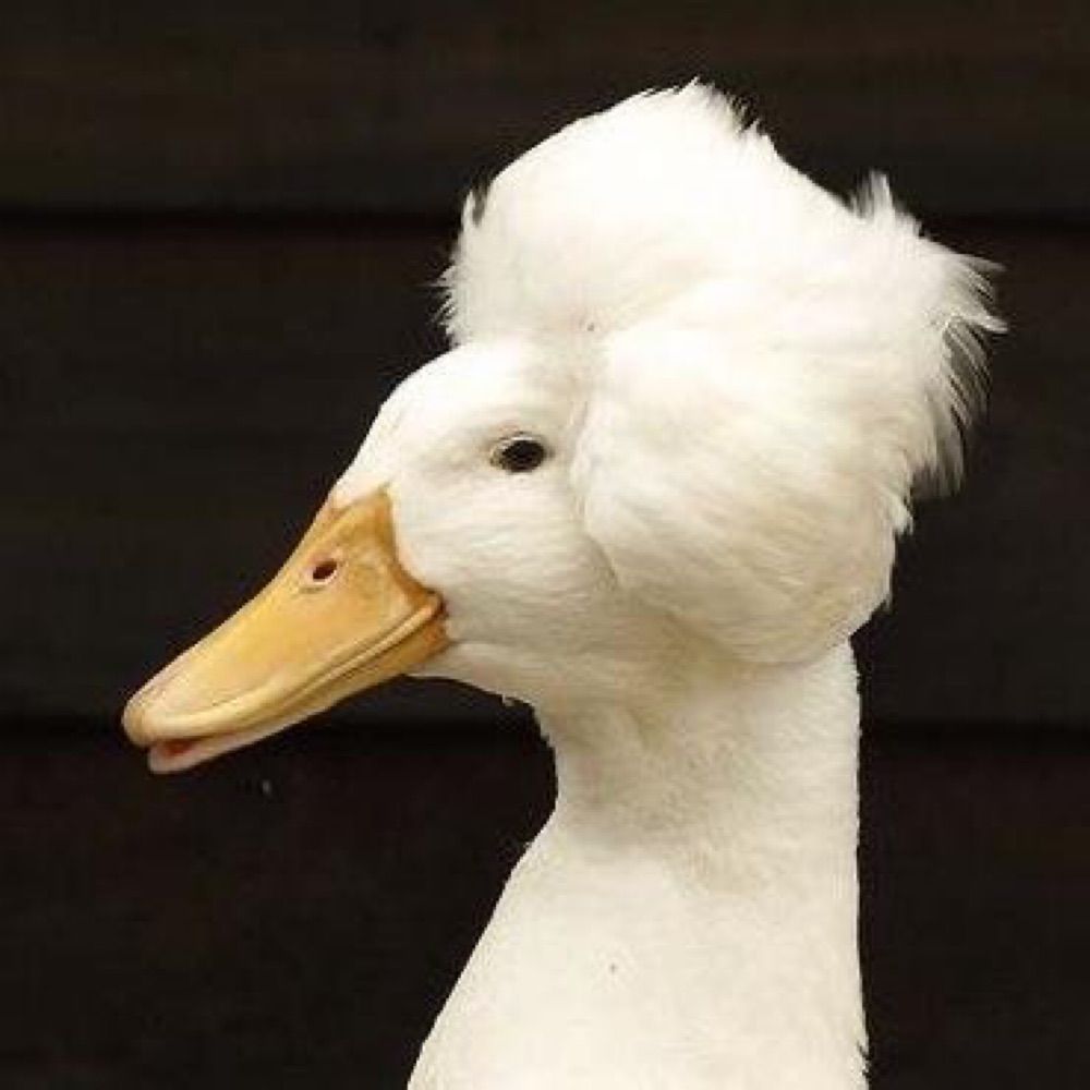 Musicology Duck's avatar