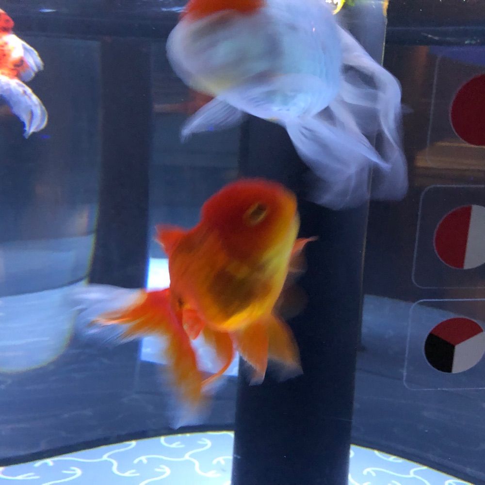 4点