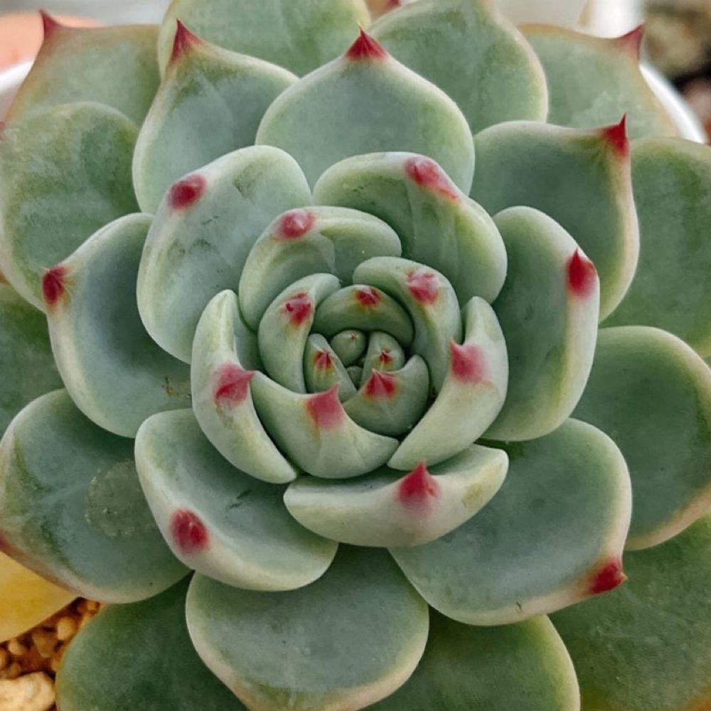 あきる