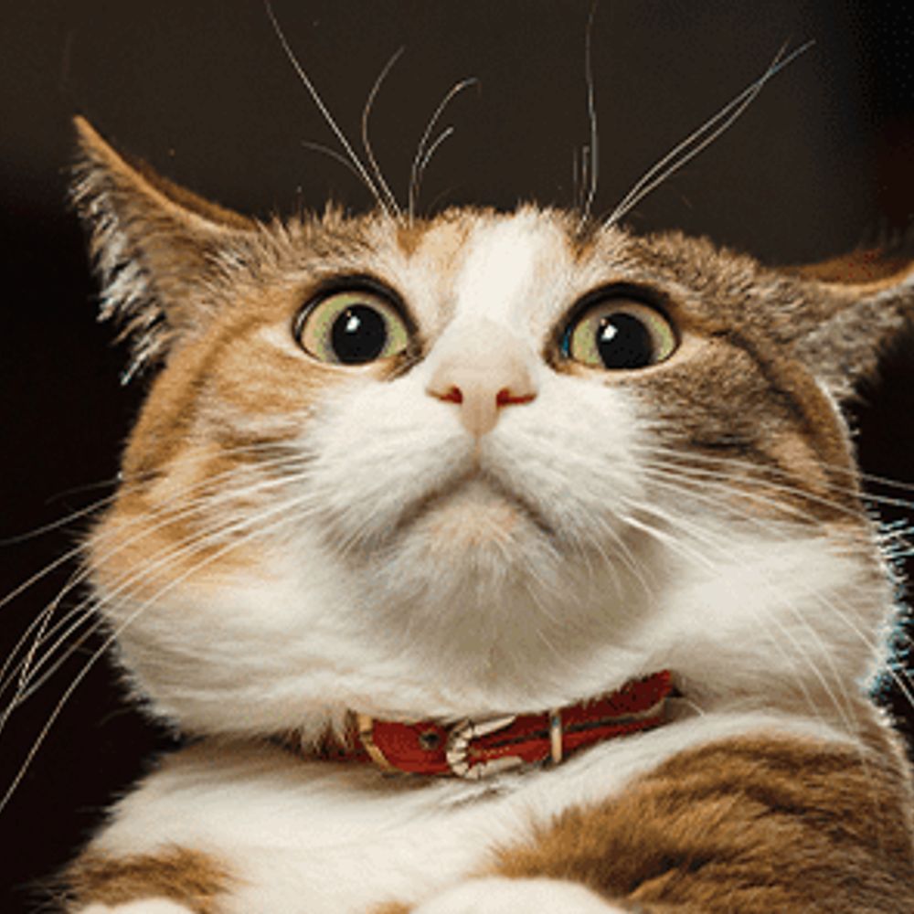 Cats R Us