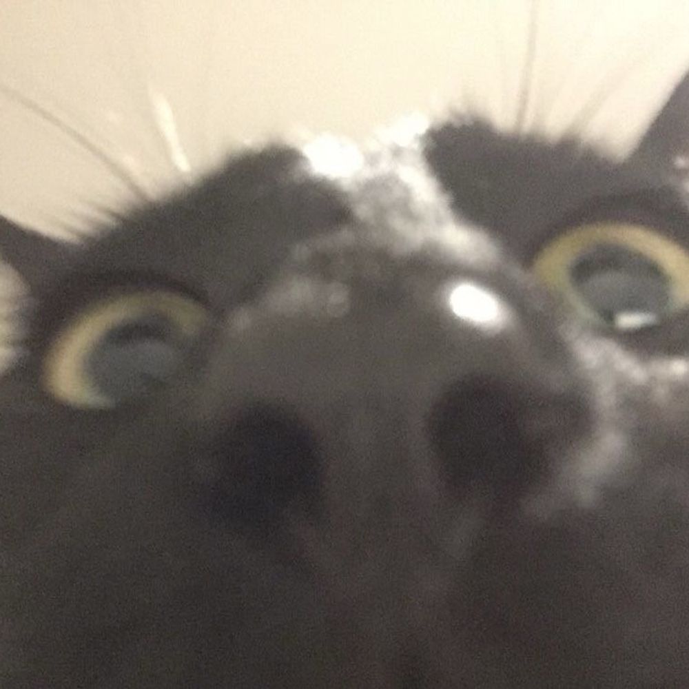 i'm blackcat