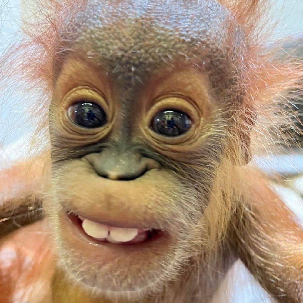 Monkey Fart