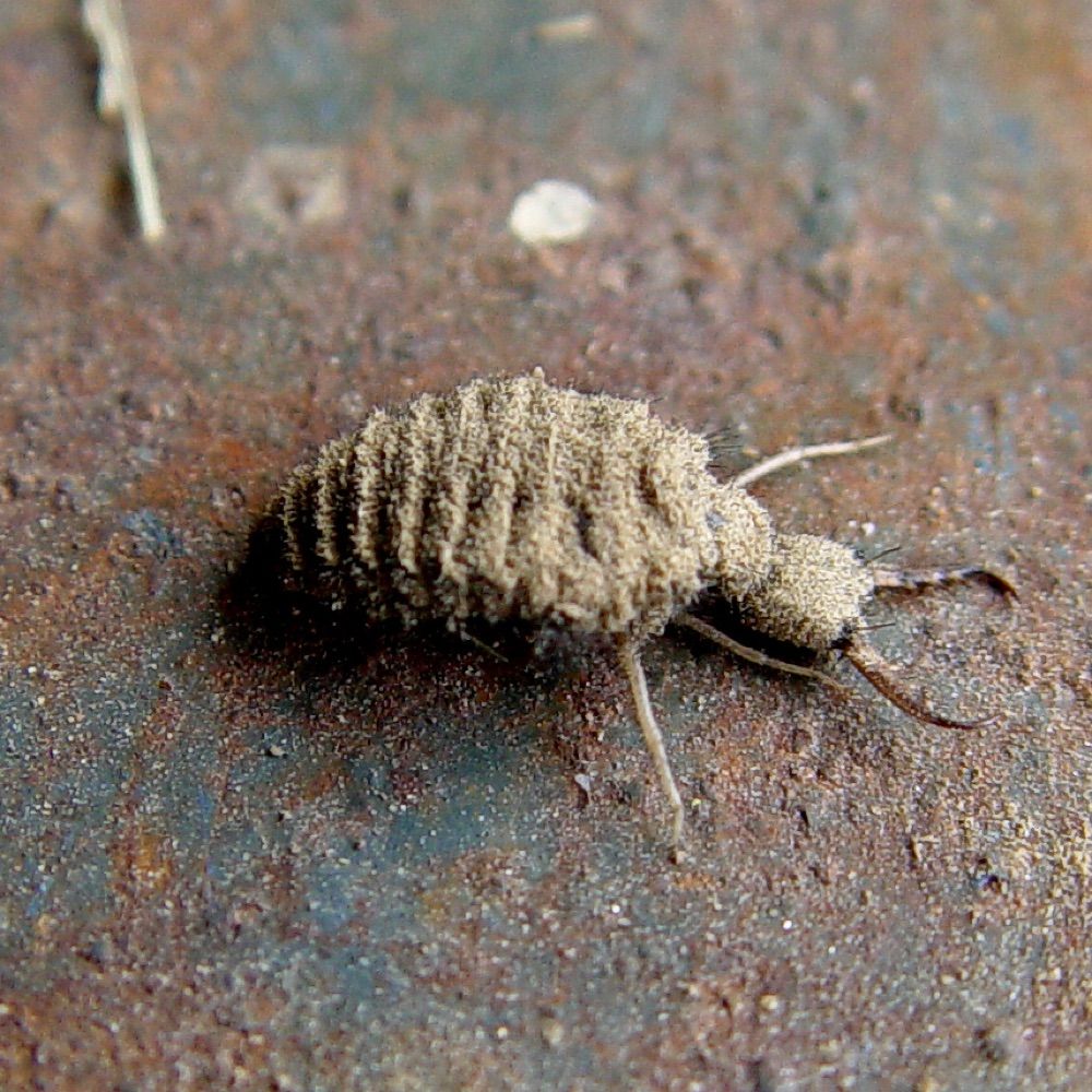 Stinkybug1130
