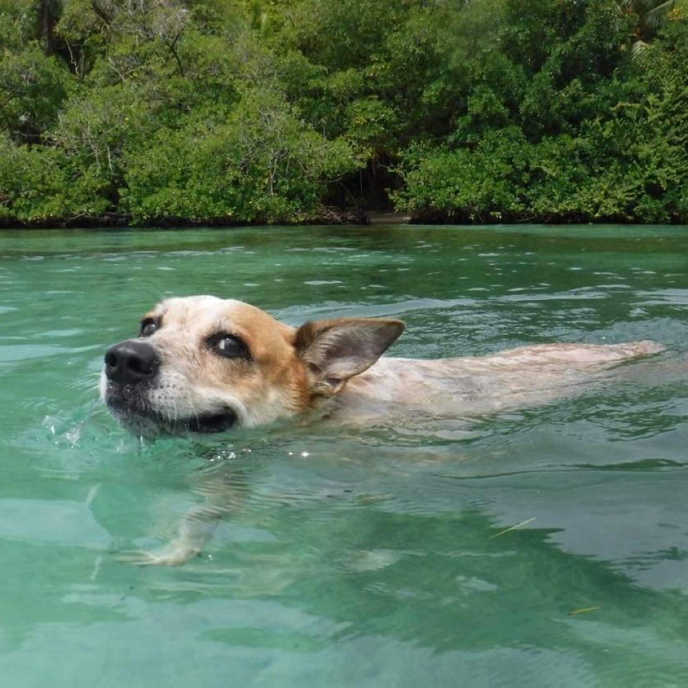 Queensland Heelers (ACDs)