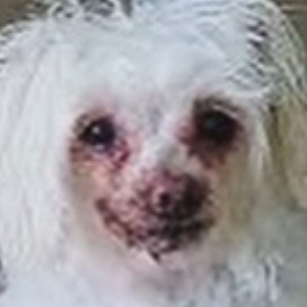 Crusty Poodle