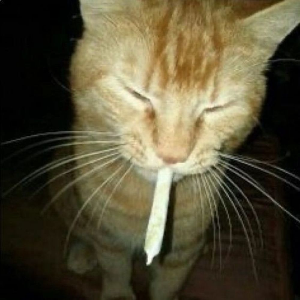 M 🍁