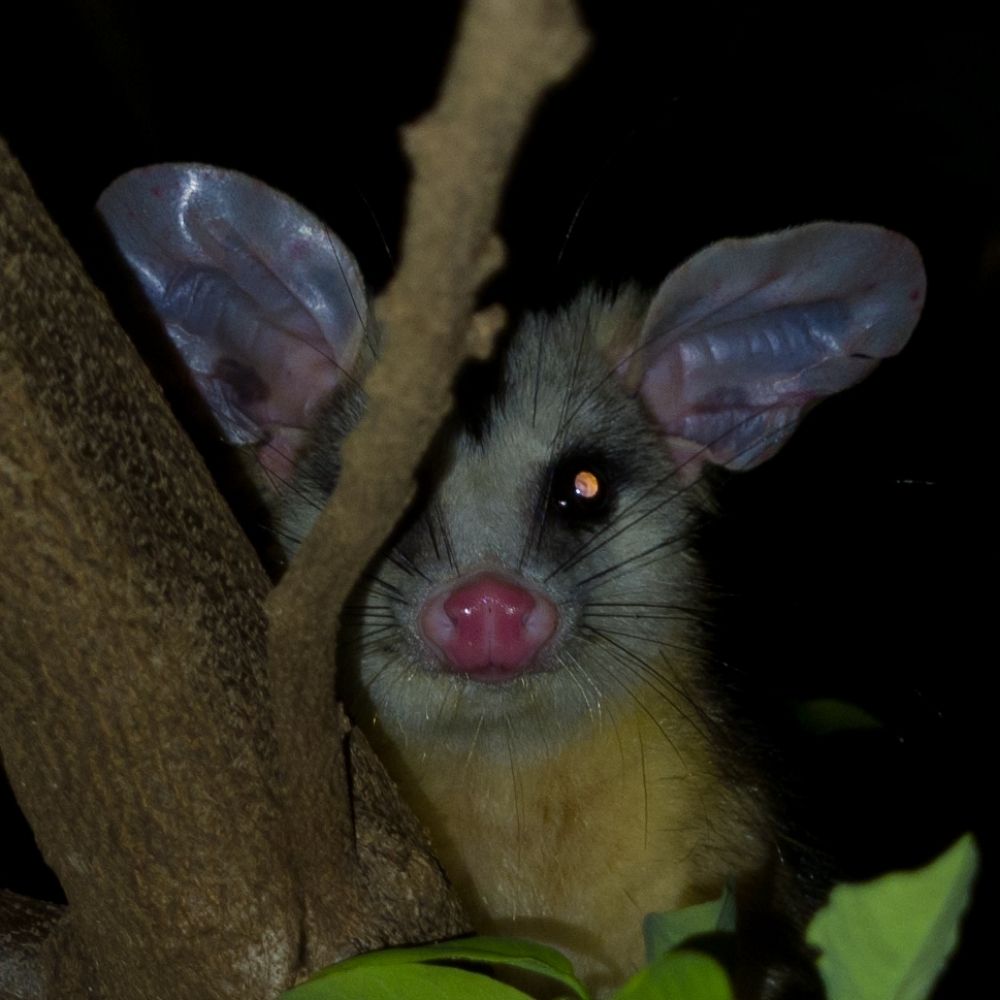 Didelphis