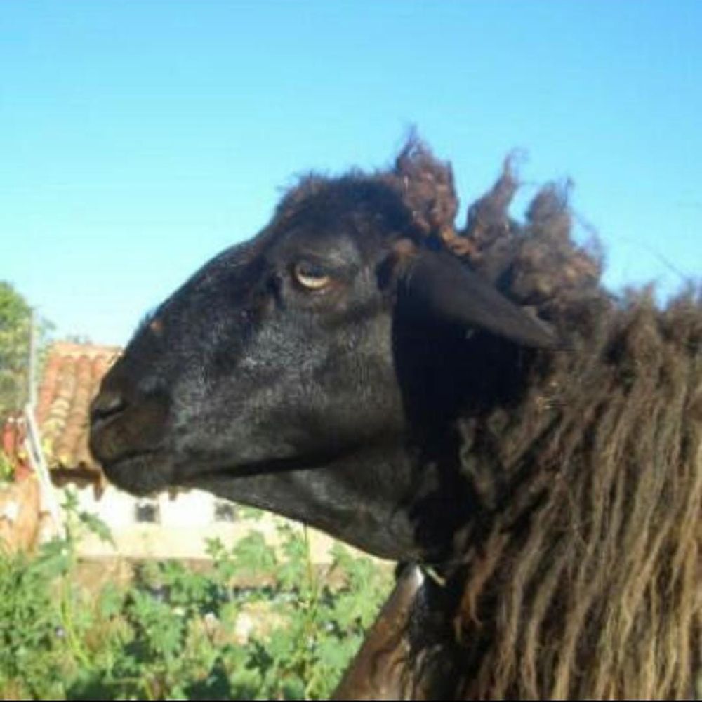Tetera Negra