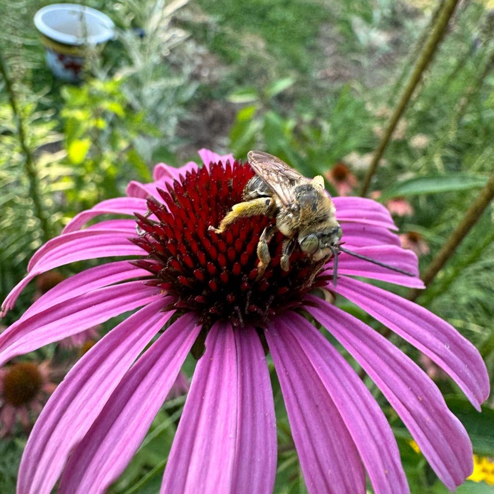 r/NativePlantGardening