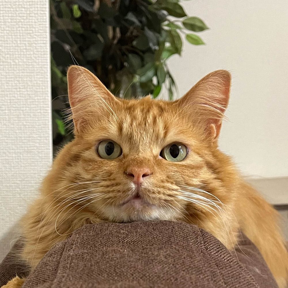 ゆたさん
