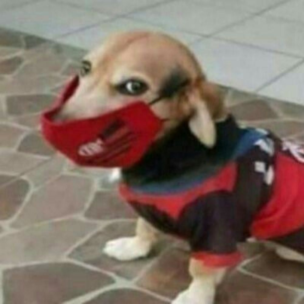 vivi