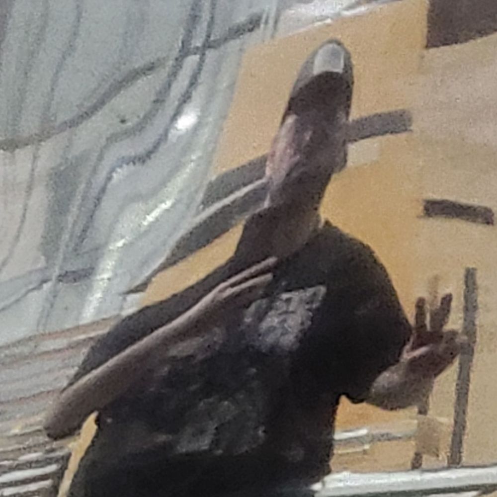 Forrest Rane