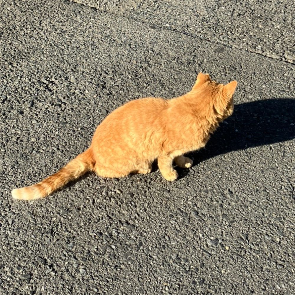 サエタロ
