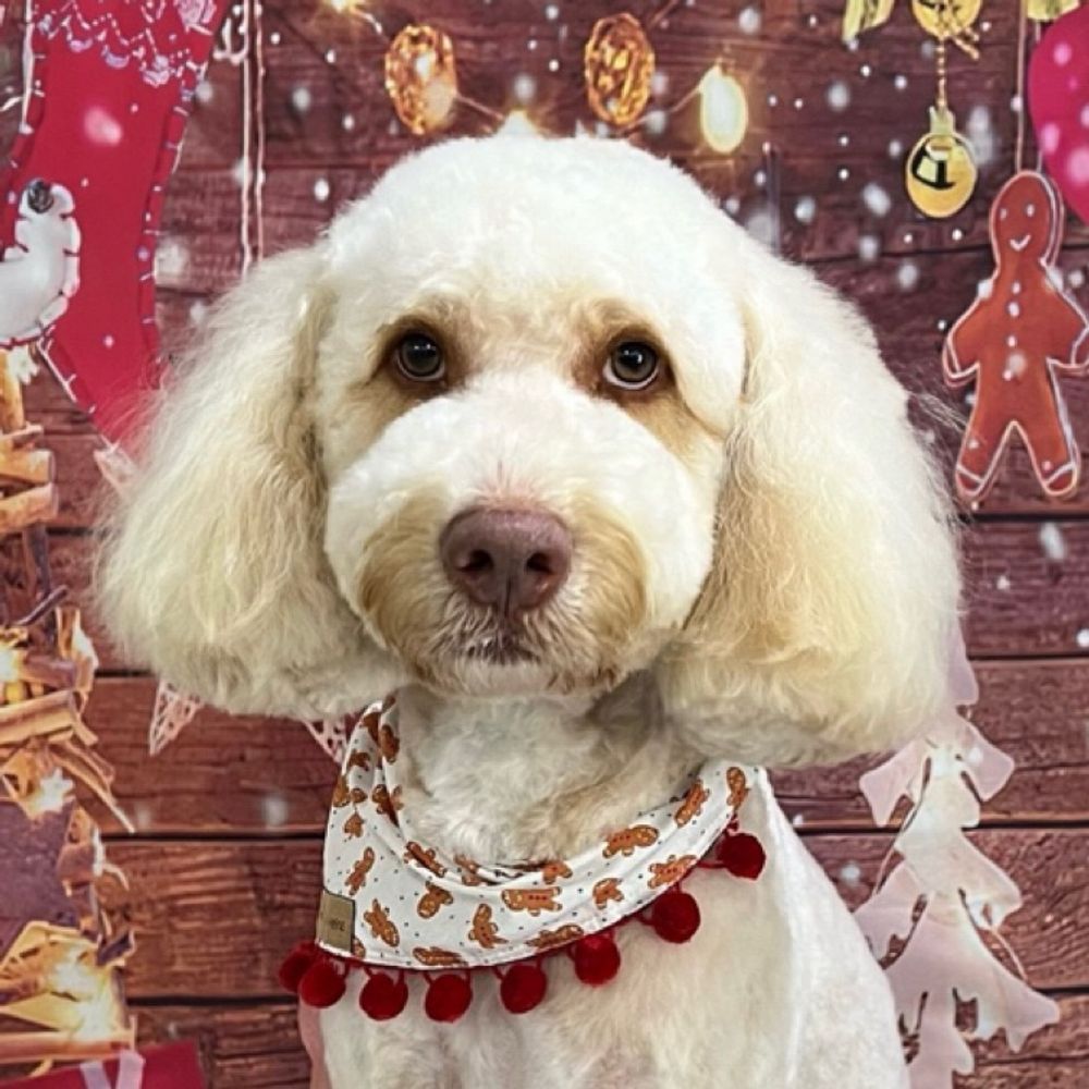 themysteriousfloof.bsky.social profile picture