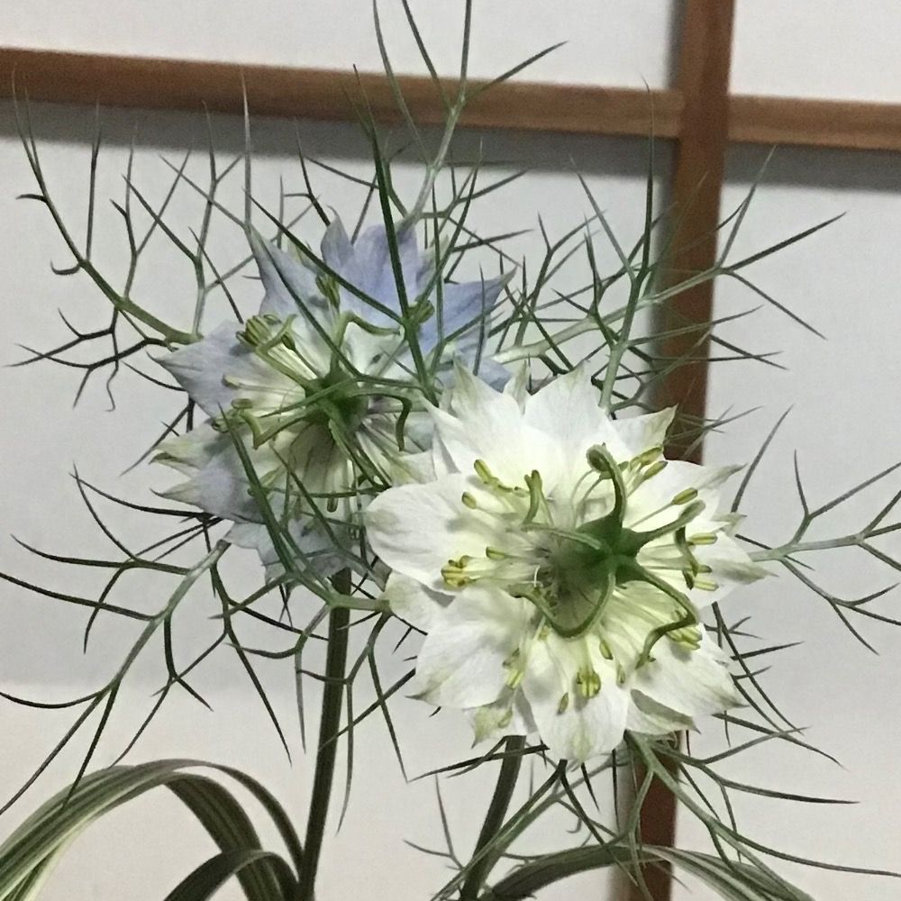 けふ