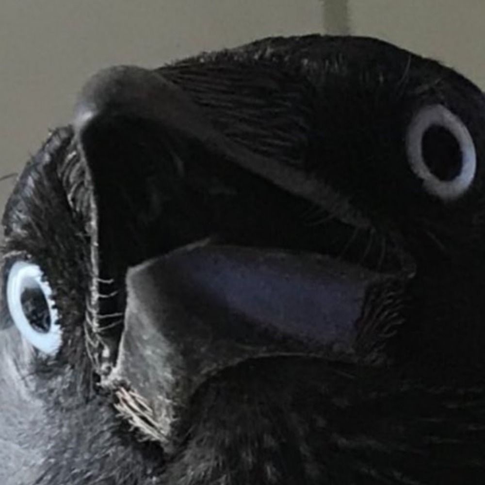 DoCmooni