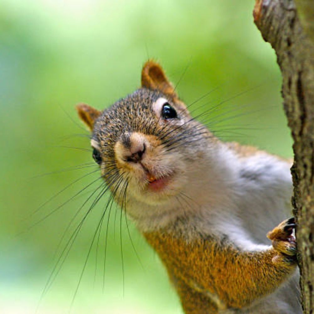 Cute squirrel