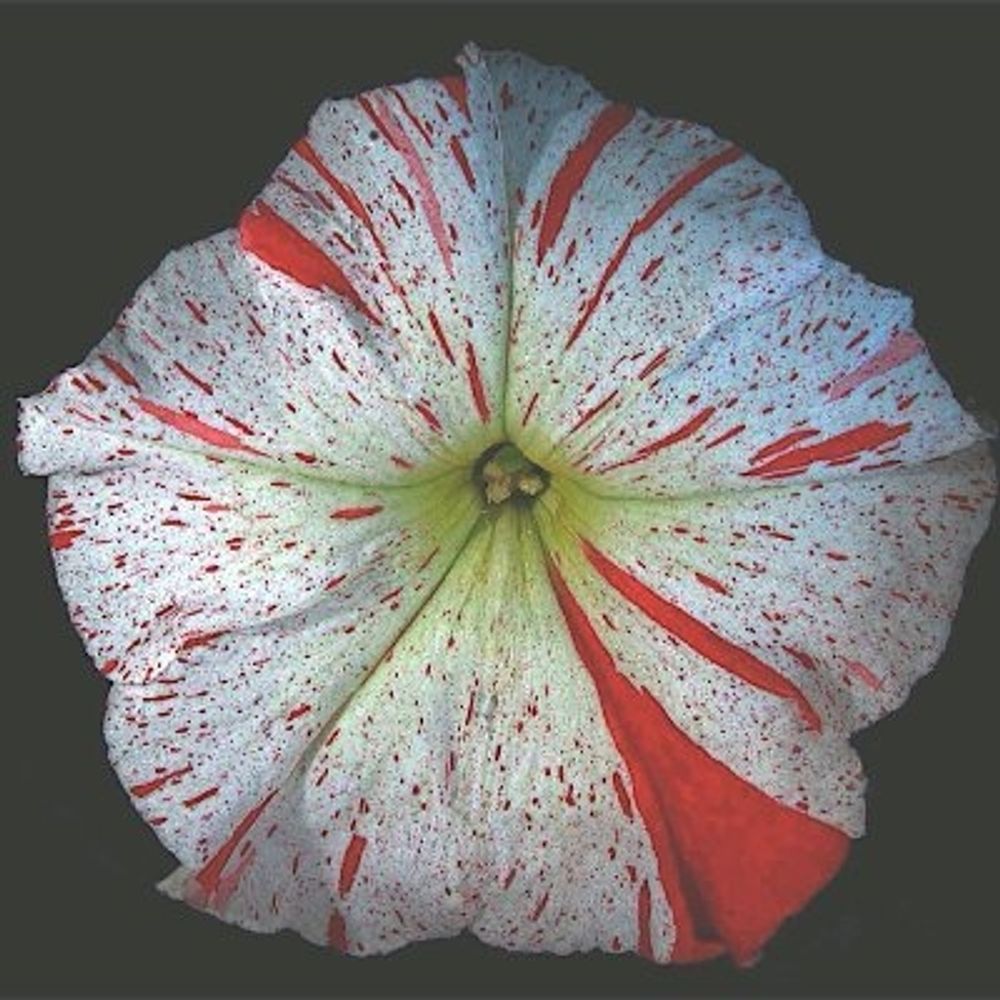petuniaplatform.org