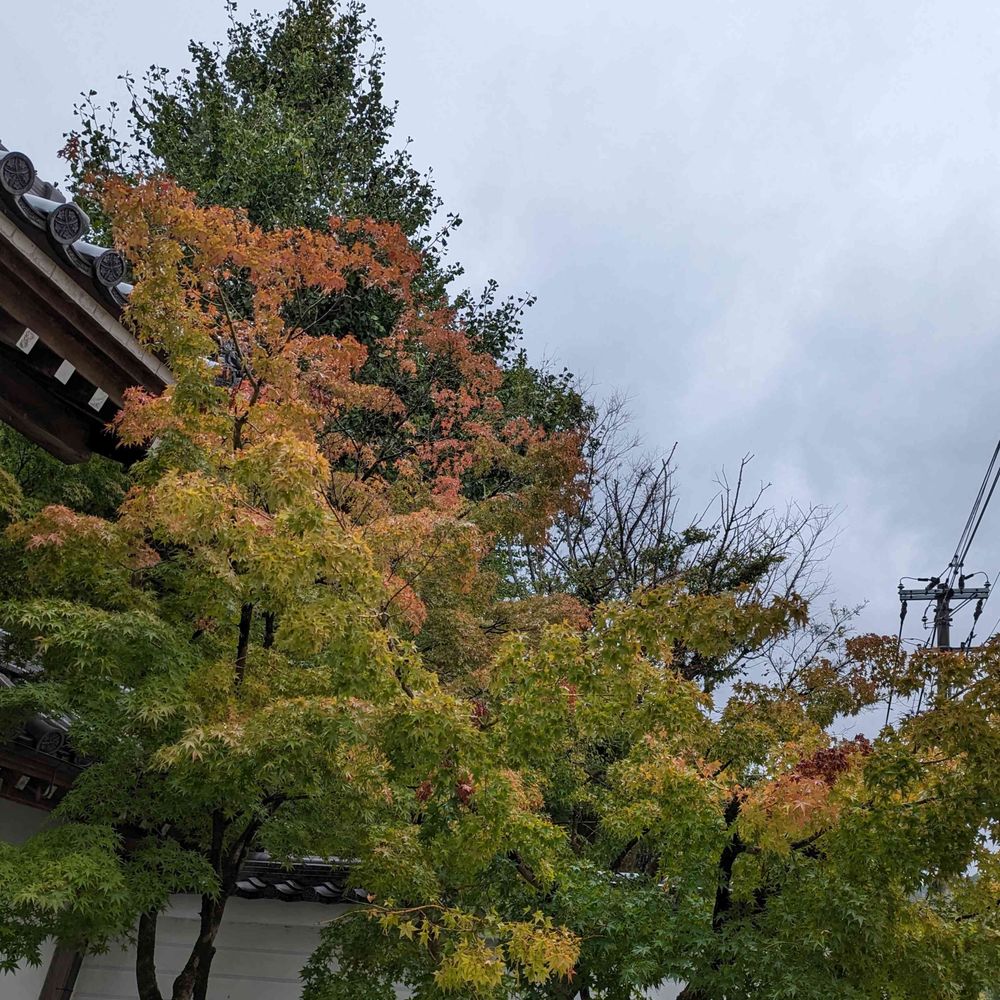 照日
