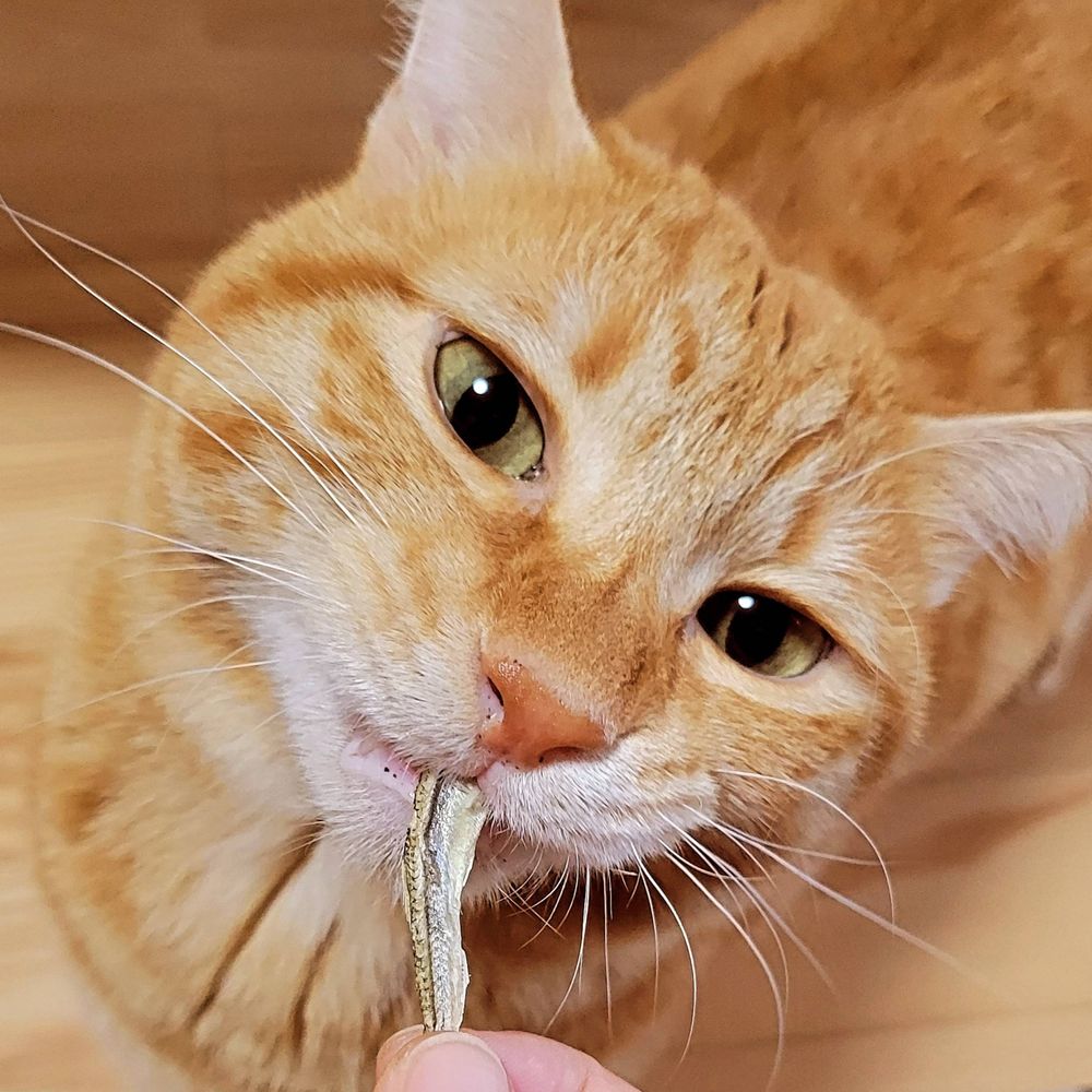 おでぐ