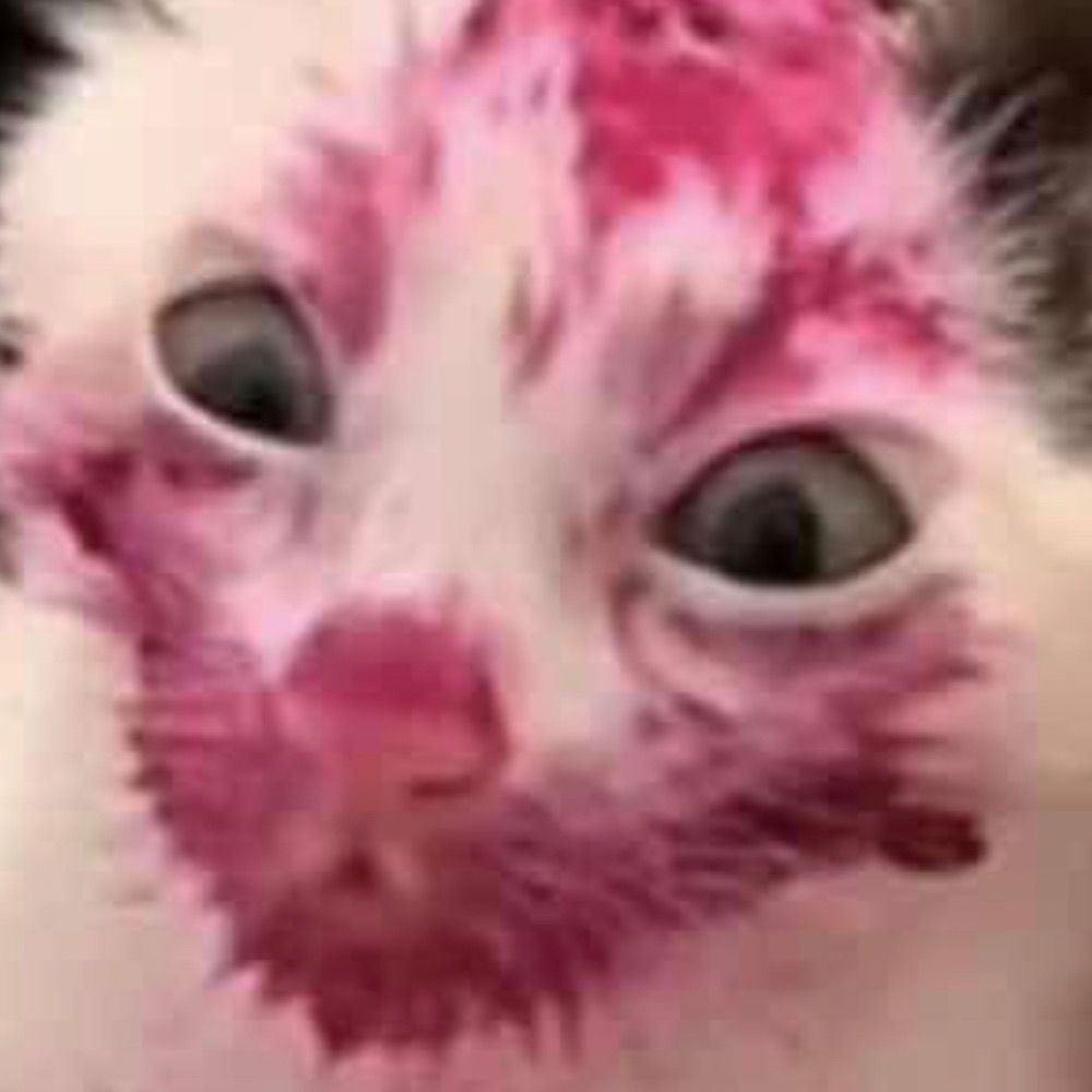 Cabbage 