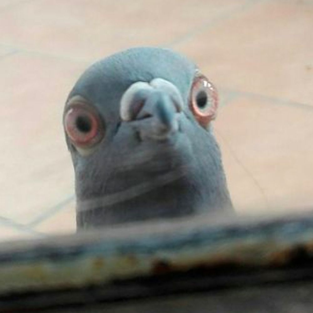 certified pigeon