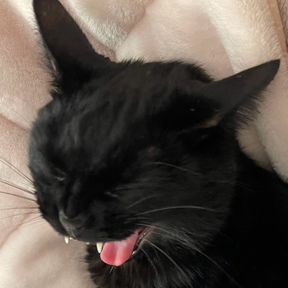junipurrrrr