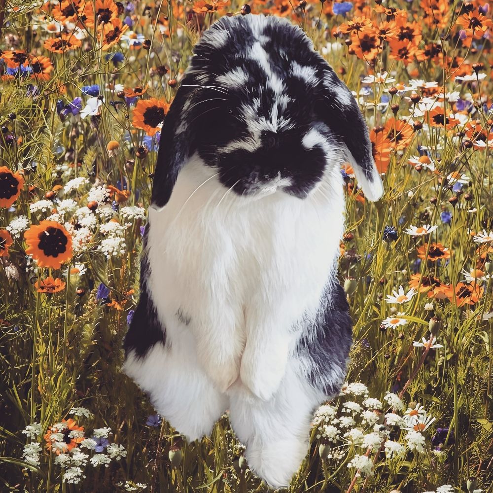 Hum Bao the rabbit