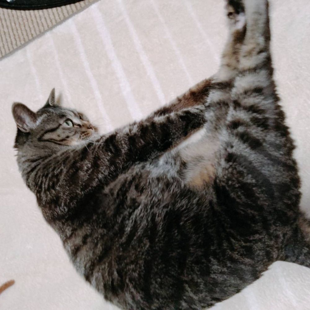 はねこ