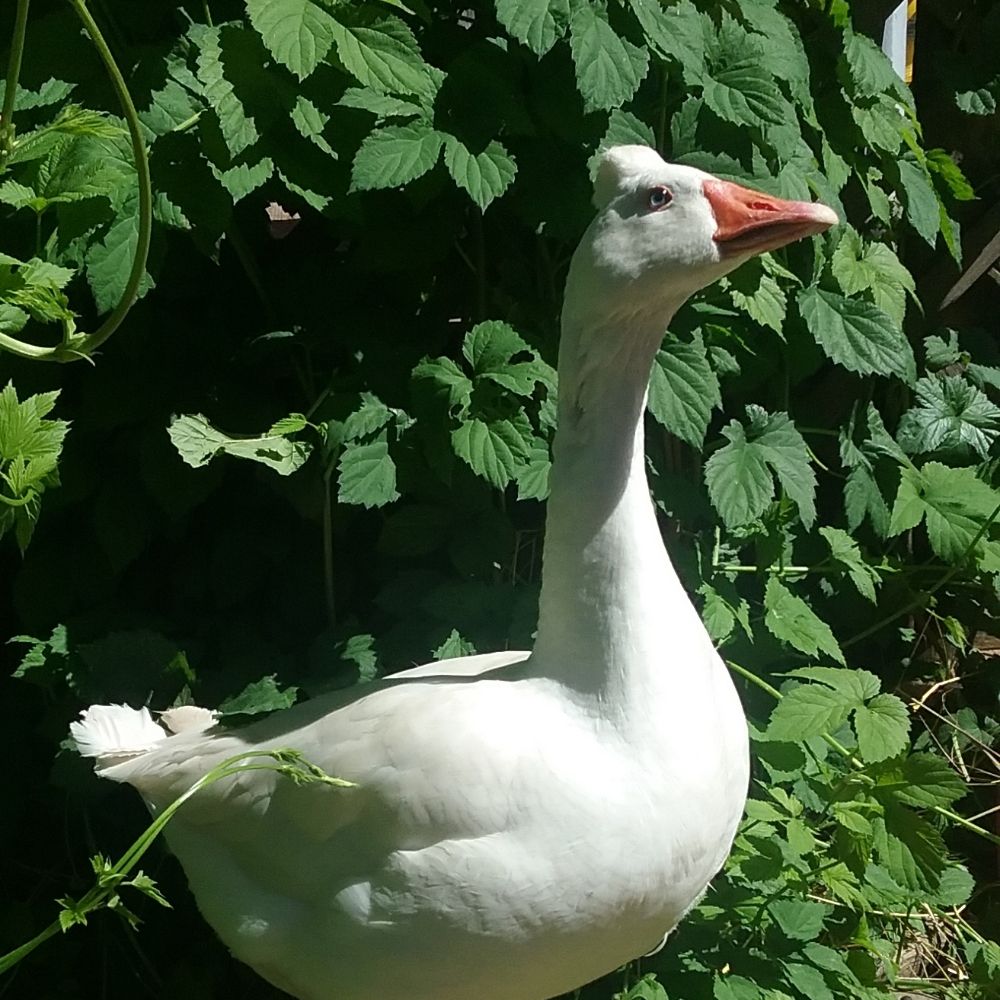 The Rude Goose Farmstead
