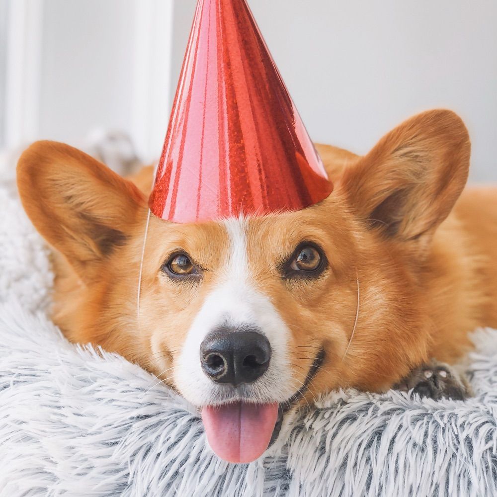 Sploot The Corgi