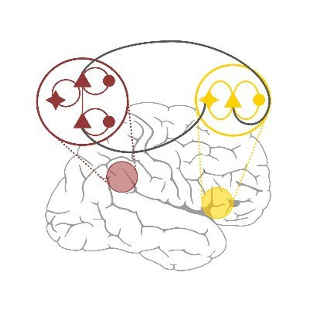 Brain Networks