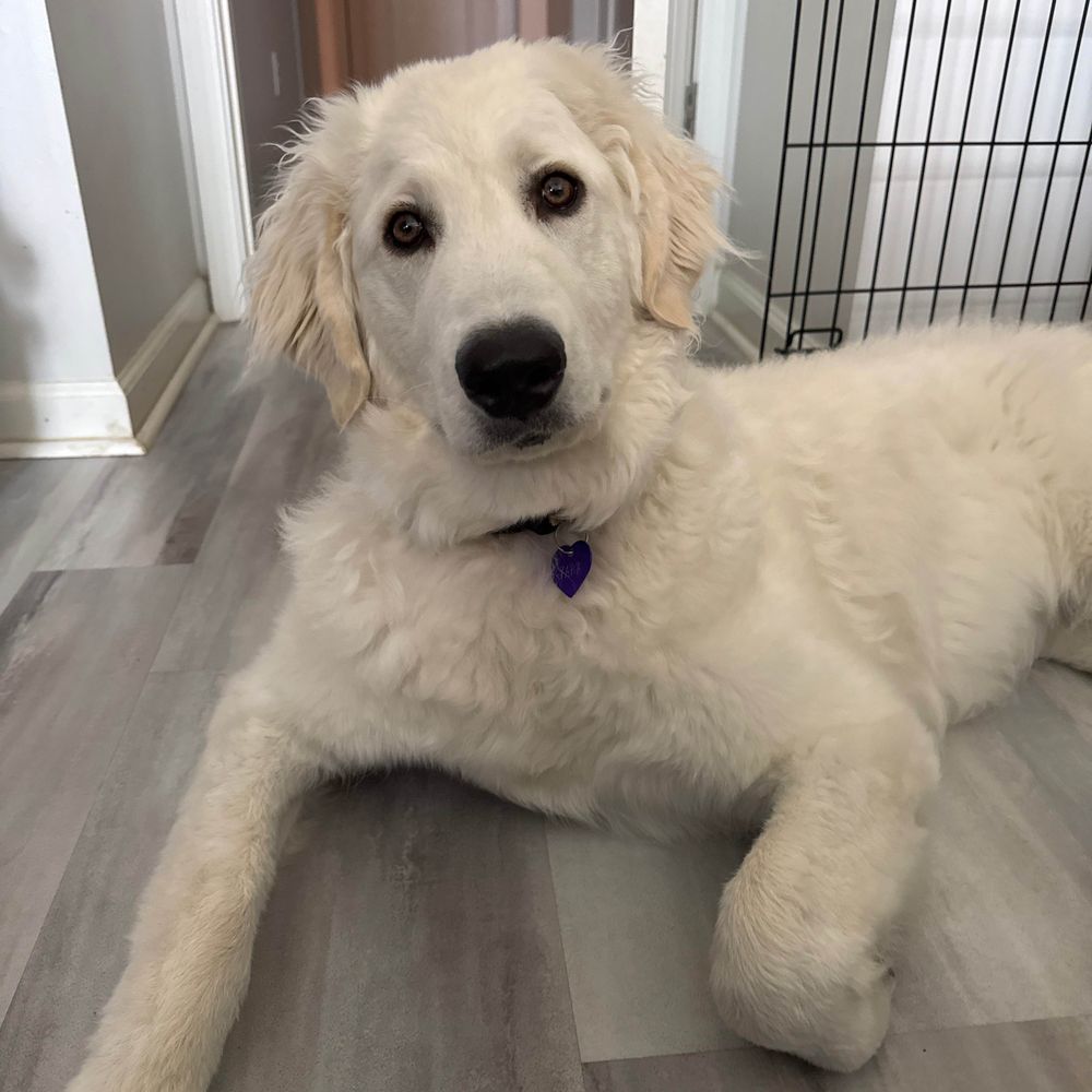 Yara the Kuvasz