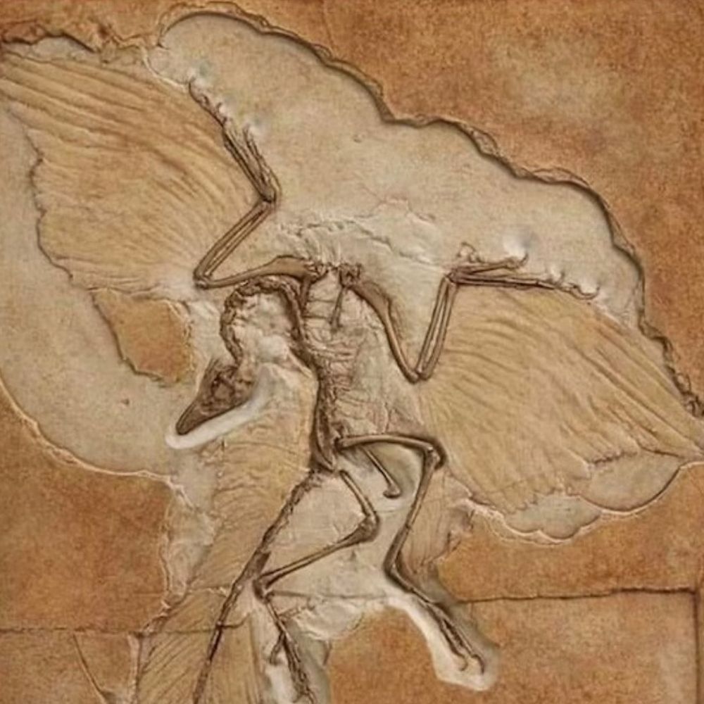 archieopteryx.bsky.social profile picture
