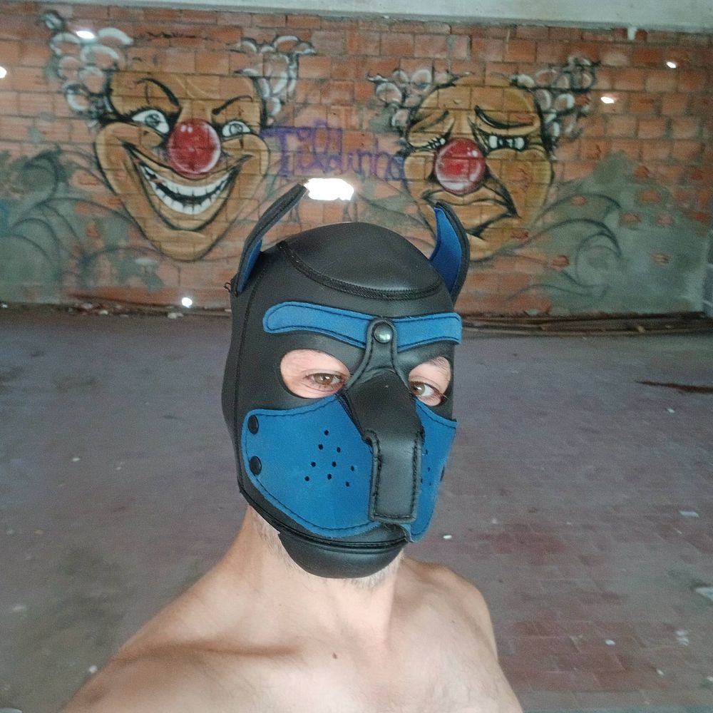 Regaleiro pup