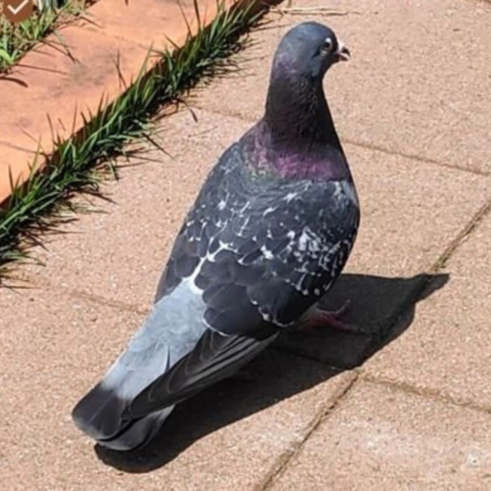 土鳩