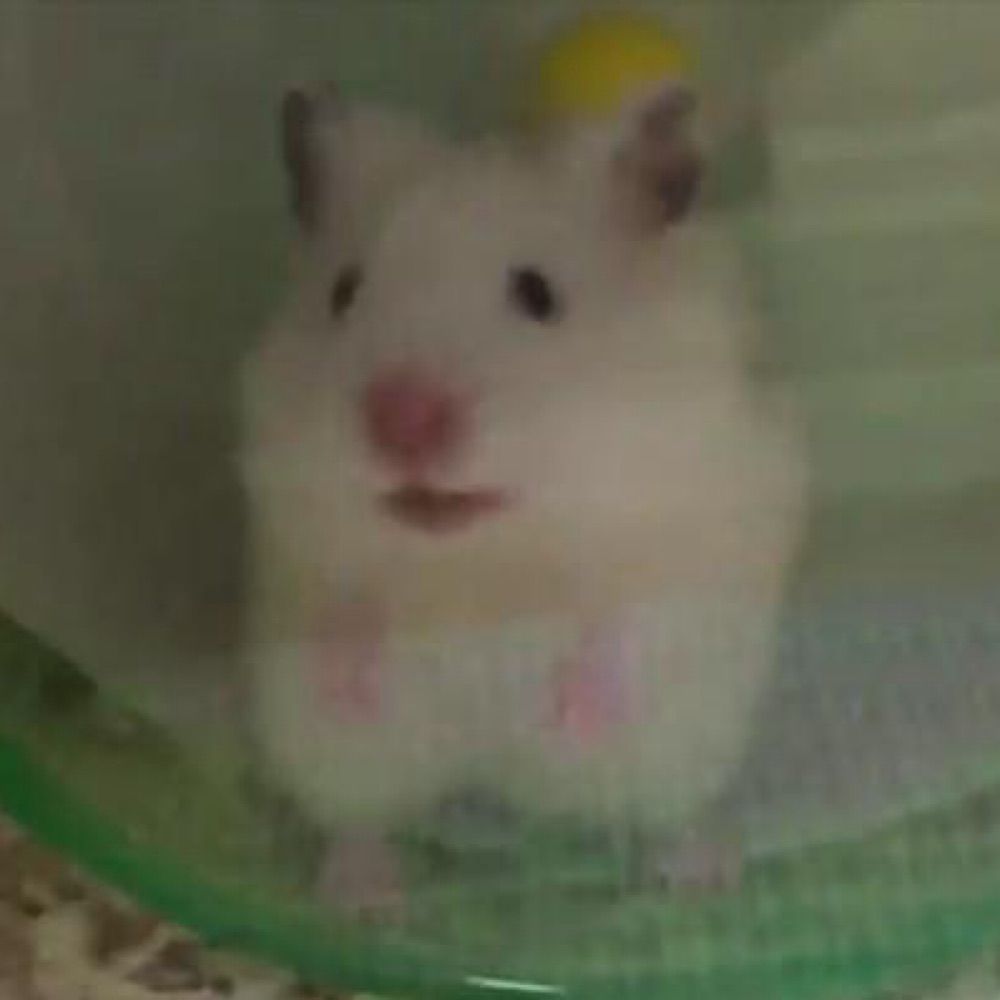 はるのきご