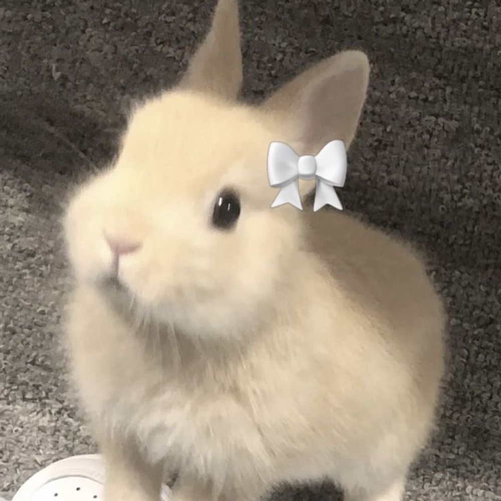 설백