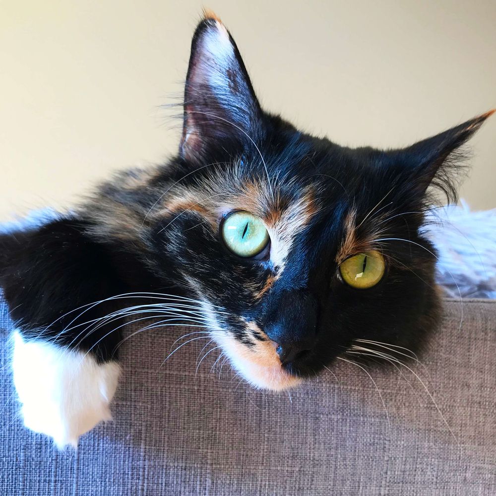 Totemicat
