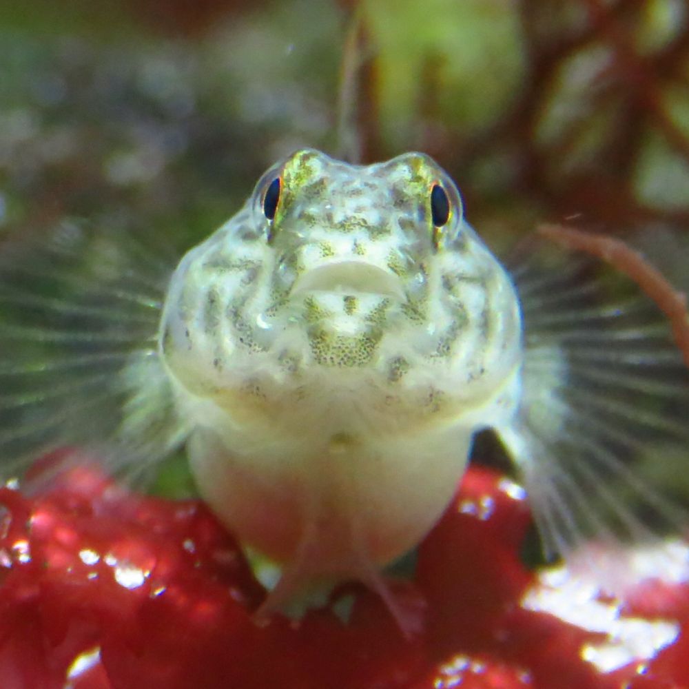 Squidpastry