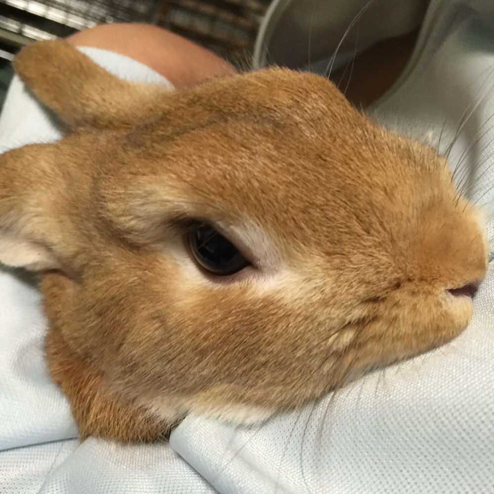 るんちゃん